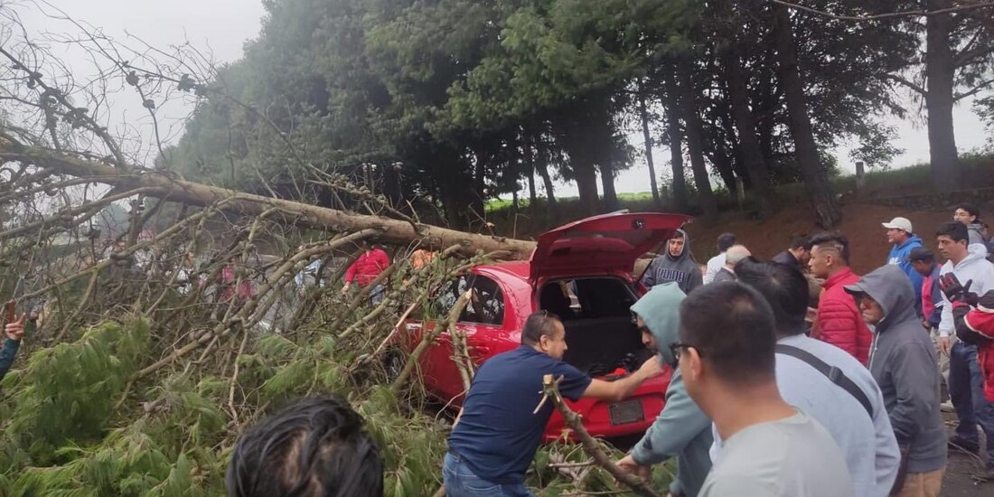 Cae árbol en la México-Cuernavaca y provoca tráfico.