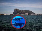 Orcas atacan de nuevo y hunden yate en el Estrecho de Gibraltar.