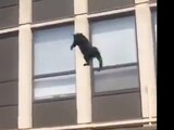 Al ver su casa en llamas, el gato decidió arrojarse desde el quinto piso