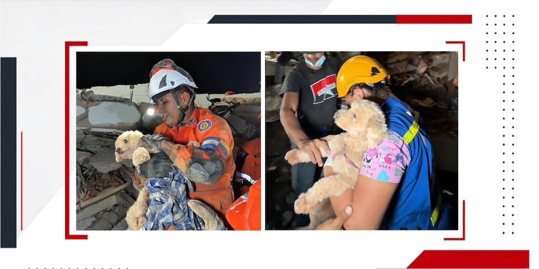 Así rescataron a la perrita "Giselle" de entre los escombros en La Guaira, Venezuela.
