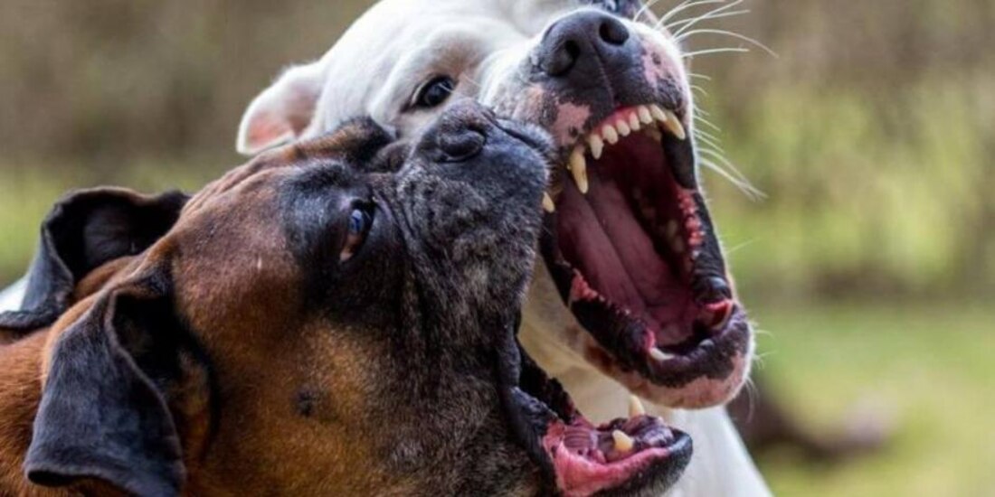 Jauría de perros asesina a un hombre en Chiconcuac. Foto: Especial