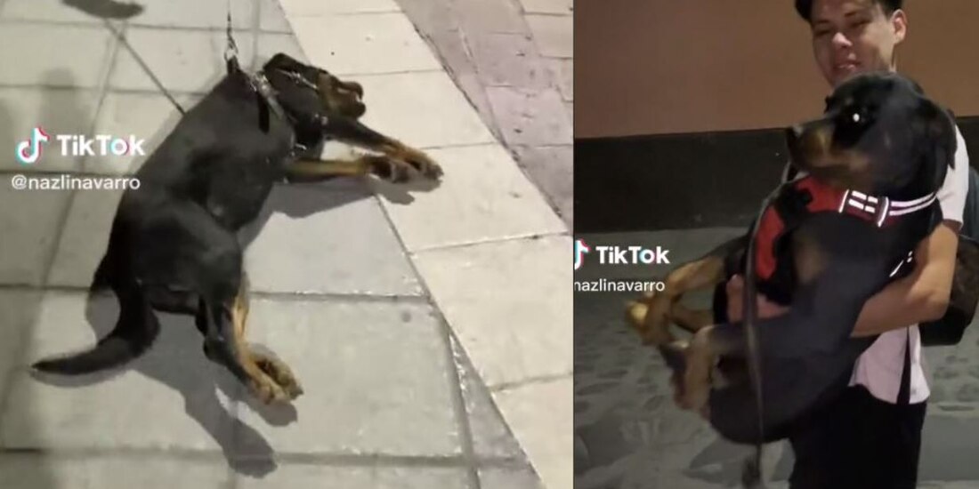 Perrito berrinchudo hace drama para no irse del parque