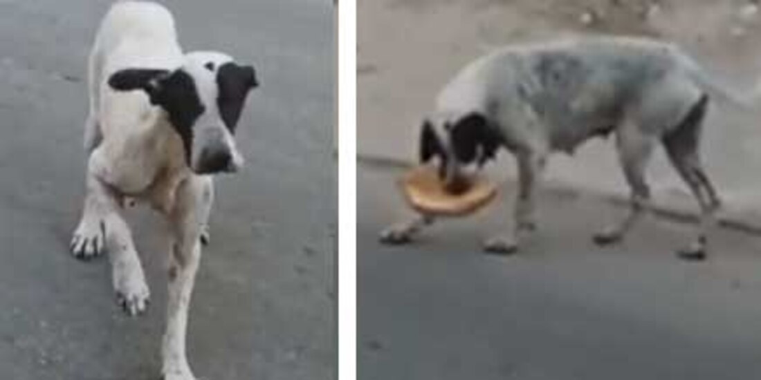 este es el "lomito" que finge lesión en una pata para conseguir alimento