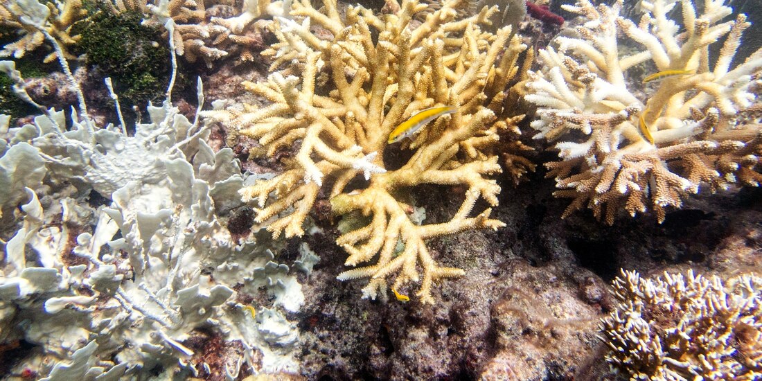 La fotografía muestra un coral de fuego y corales cuerno de venado, el jueves 20 de julio de 2023, en el arrecife North Dry Rocks, frente a Cayo Largo, en Florida)