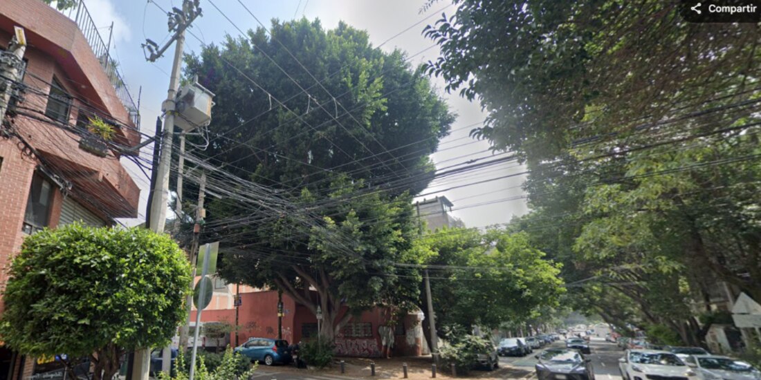 El laurel de India (centro), en una imagen de 2024, previo a construcción.