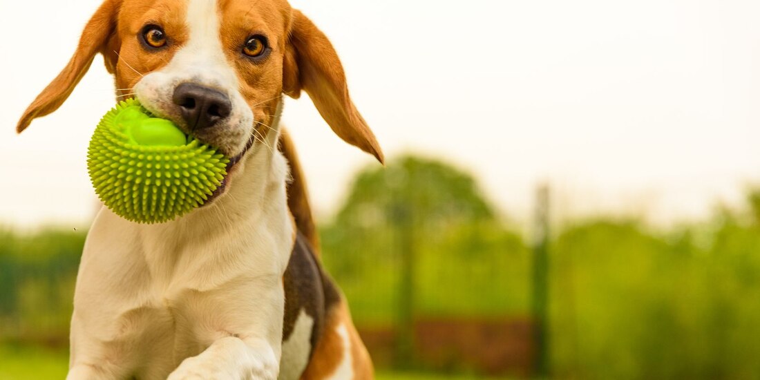 Las mascotas son grandes compañera, pero dependen 100% de ti.