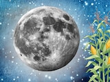 Luna de la Cosecha 2026