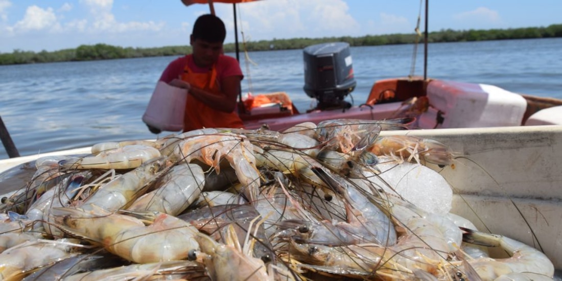 Certificación de camarón mexicano.