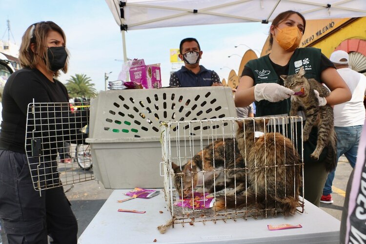 Animales rescatados durante el incendio del Mercado de Sonora.