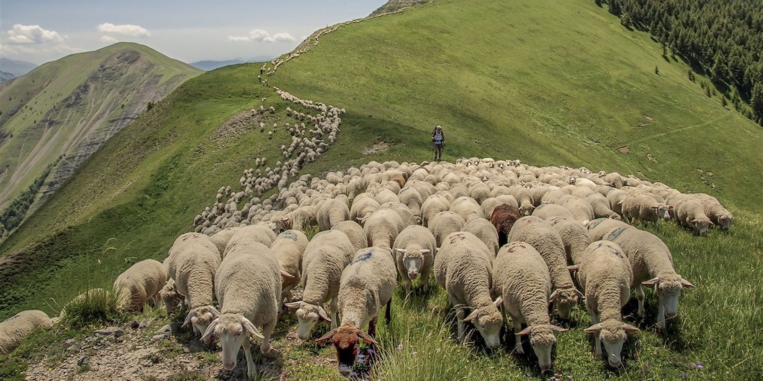 Un rayo mató a más de 500 ovejas en una montaña