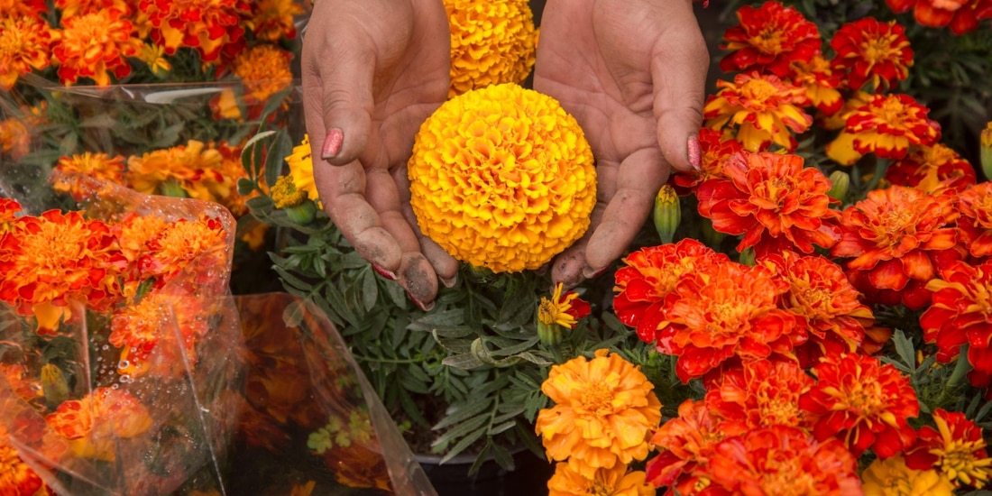 Cuidados para que tus flores de cempasúchil duren en tu altar de Día de Muertos