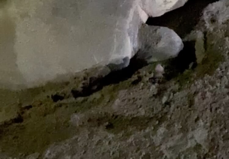 Cada año, miles de tortugas golfinas llegan a costas mexicanas a desovar; las autoridades se encargan de proteger los huevos hasta que eclosionan, para posteriormente liberarlos.