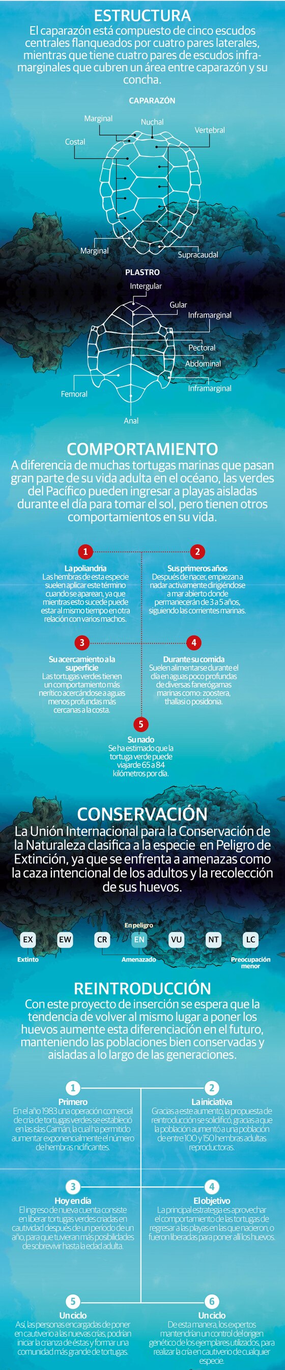 Poblaciones reinsertadas de tortuga verde marina dan esperanza a la especie en peligro