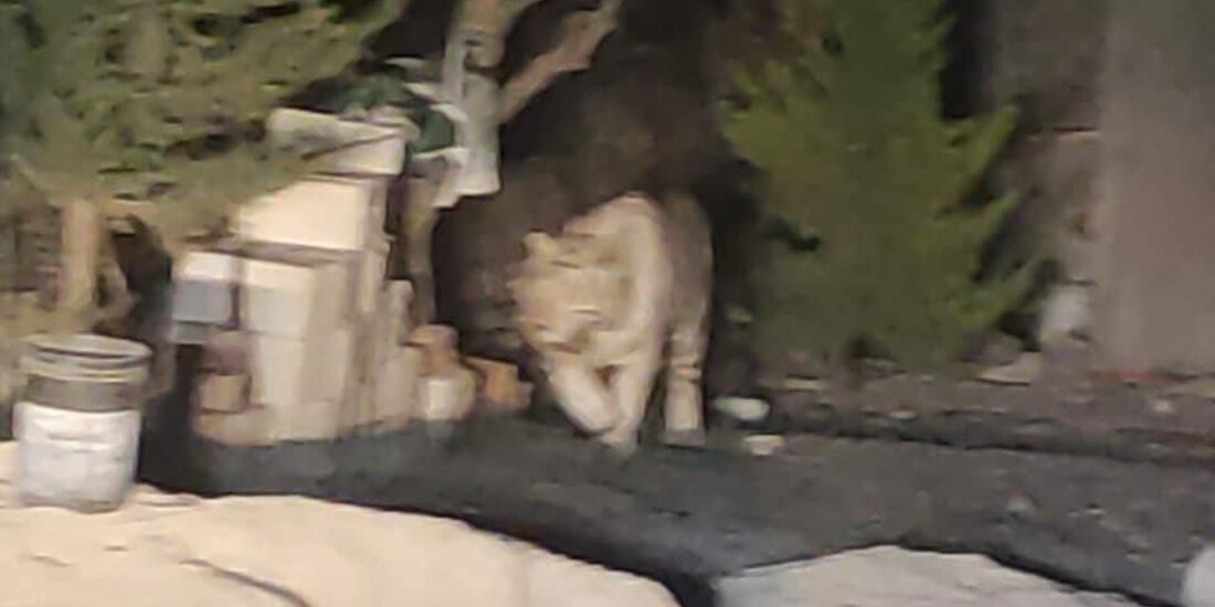 El 20 de marzo, autoridades de Querétaro mataron a un tigre blanco que merodeaba por las calles.