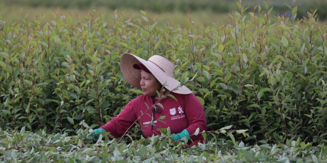 CDMX invierte 4 mil 200 mdp en Suelo de Conservación