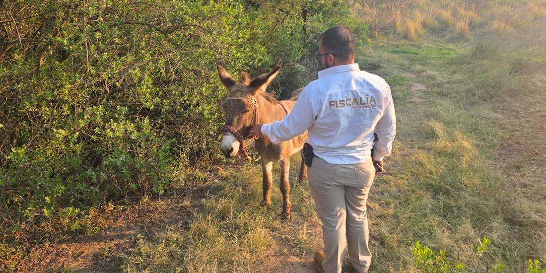 Fiscalía de Michoacán y asociaciones civiles rescatan a burro en Hidalgo.