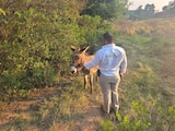 Fiscalía de Michoacán y asociaciones civiles rescatan a burro en Hidalgo.