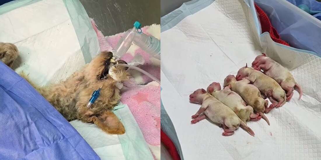 'Cereza' lucha por su vida