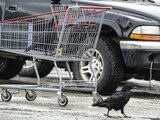 En redes sociales circulan historias de habitantes del sur de Alaska que relatan como cuervos roban comida de sus carritos mientras cargan alimentos en sus autos