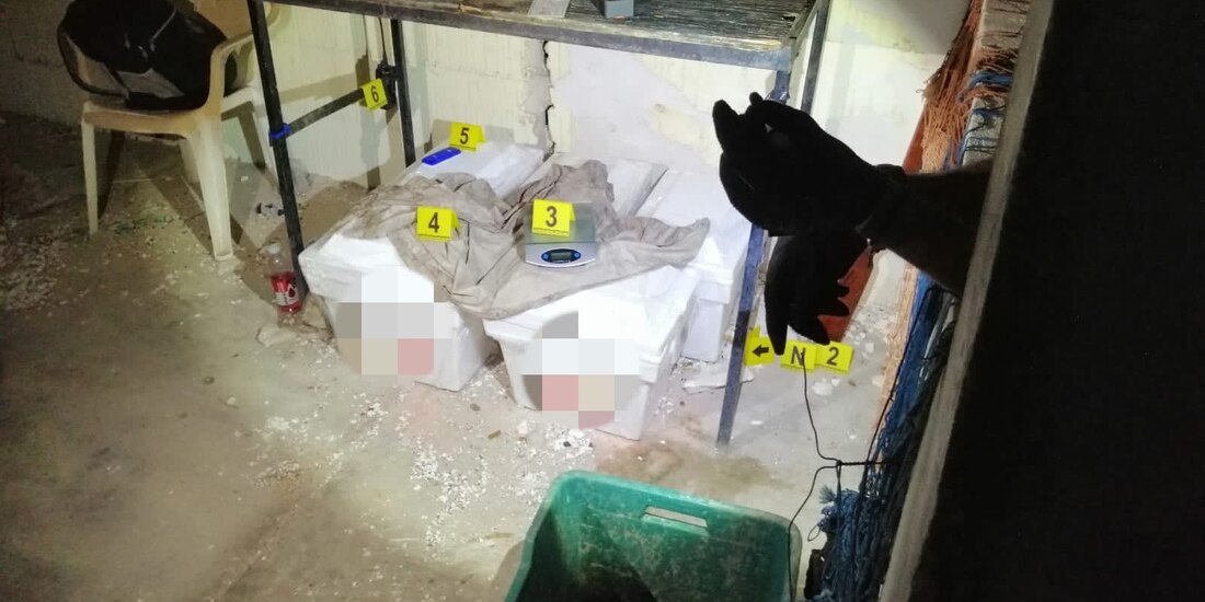 FGR asegura 4 inmuebles de BC utilizados para tráfico de especies marinas protegidas.