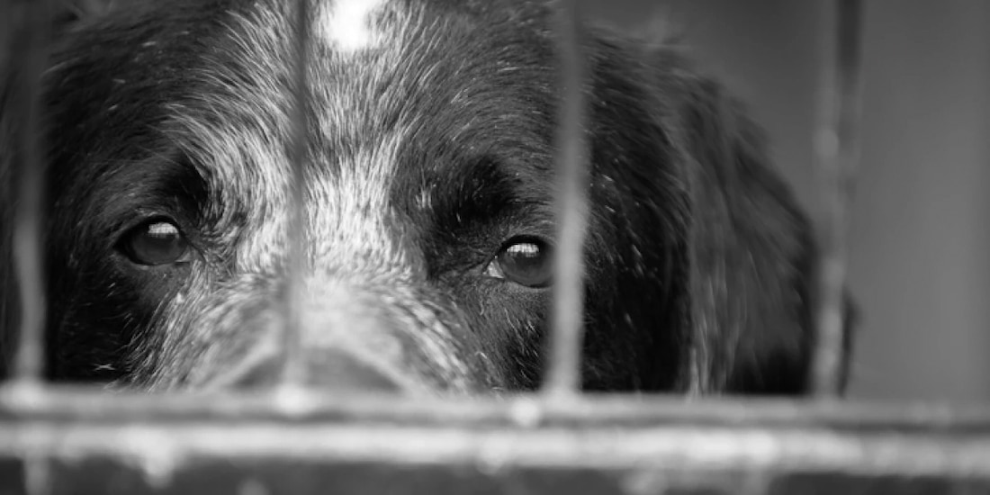Un perro, en una fotografía ilustrativa.