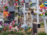Bobby, el perrito que consuela a la gente cuando visitan el cementario