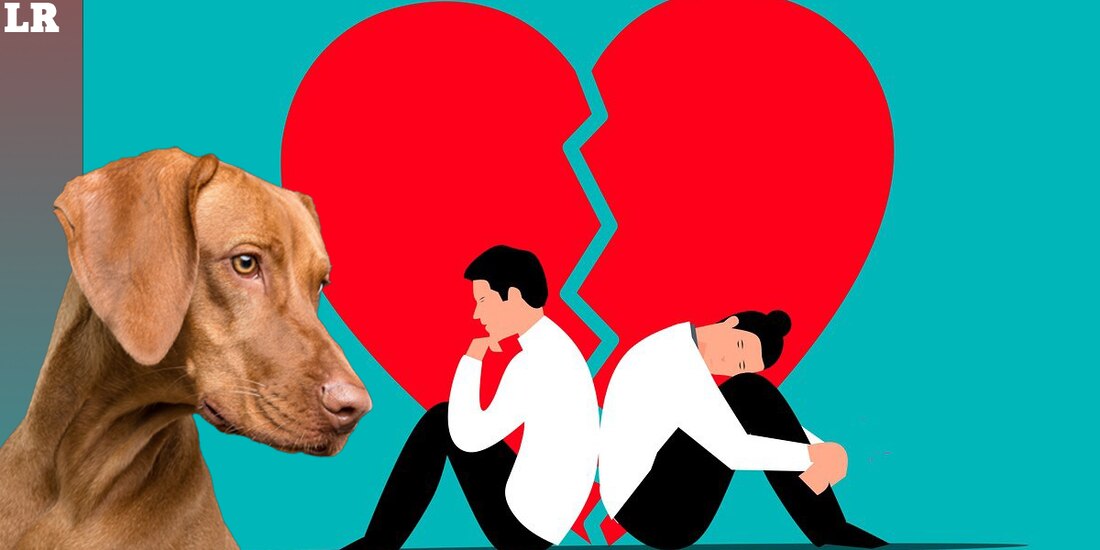 Proponen incluir a mascotas en acuerdos de divorcio en CDMX.