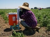 Un agricultor se hidrata mientras soporta la ola de calor en California, ayer.