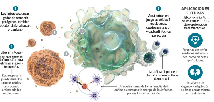 REVELARON A LOS GUARDIANES
DEL SISTEMA INMUNOLÓGICO