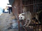 Corea del Sur analizará si pone fin al consumo de carne de perro