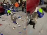 Perrito se roba piñata de fiesta y se hace viral en TikTok.