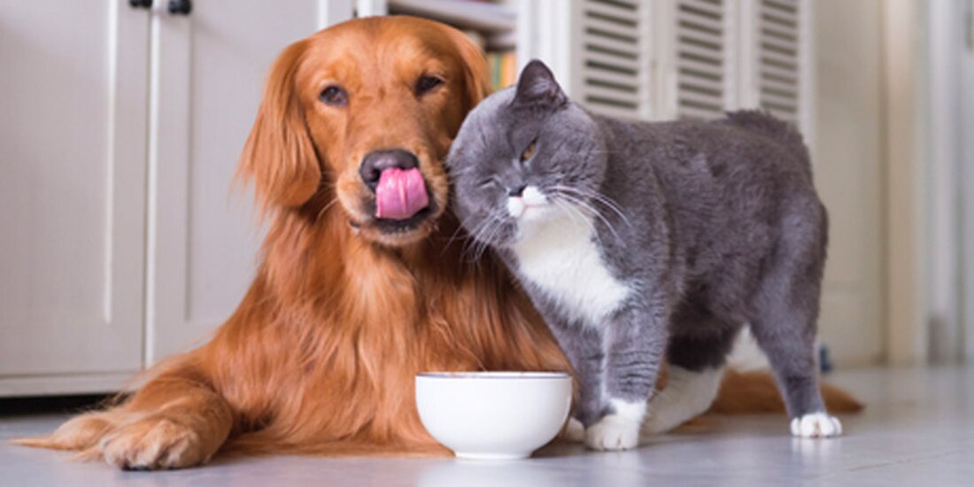 ¿Cuánto cuesta tener una mascota? Calculan gasto aproximado de 1,200 pesos mensuales