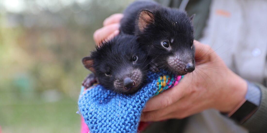 Cachorros de demonios de Tasmania.