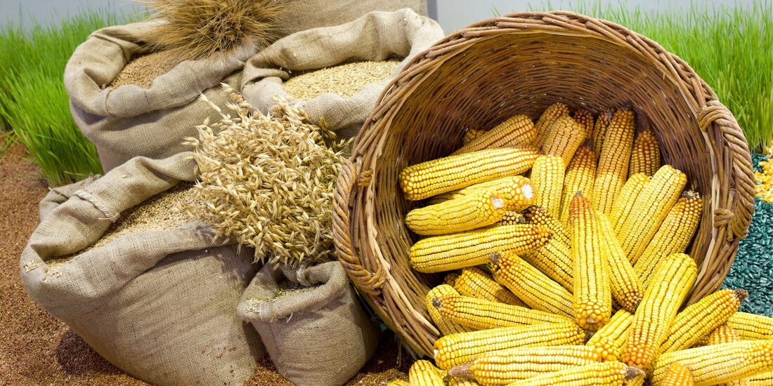 OCDE prevé un aumento en el precio del trigo hasta de 19 por ciento en los próximos meses.