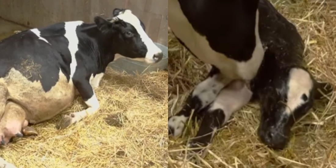 Así nació el becerro de la vaca Jacinta en La Granja VIP