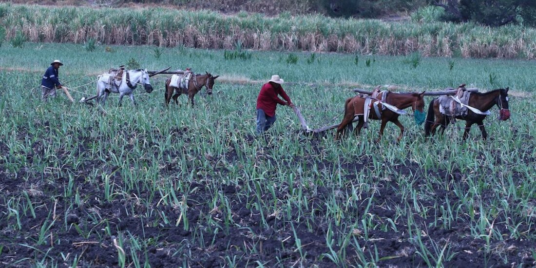 Campesinos de Tlaquiltenango, Morelos, en imagen de archivo.