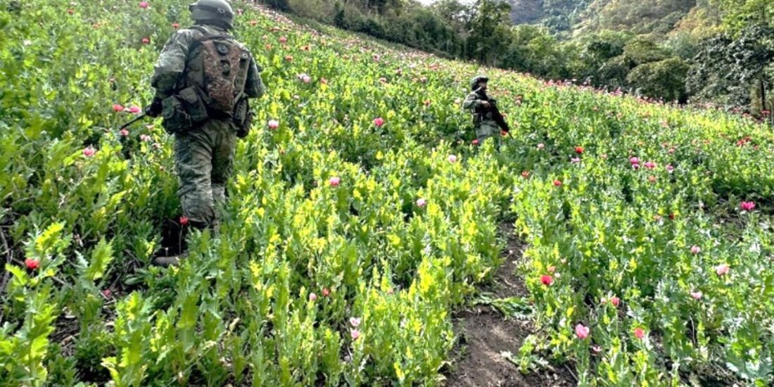Más de 72 mil plantas de marihuana fueron localizadas y erradicadas en Ensenada, Baja California.
