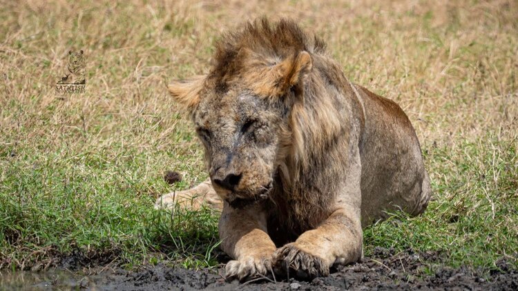 Loonkiito vivió 19 años.