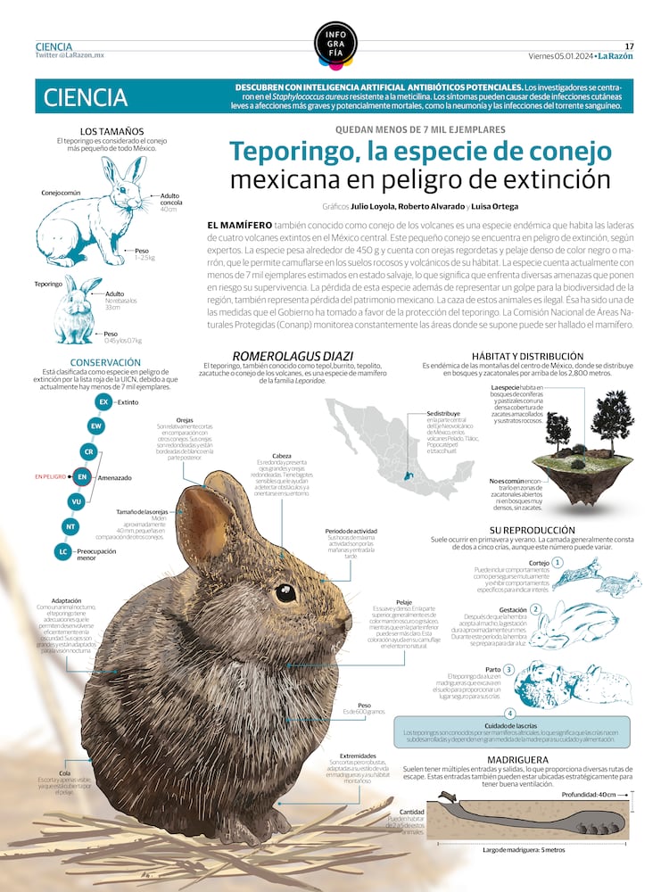 Teporingo Rabbit Teporingo, la especie de conejo mexicana en peligro de extinción - La ...