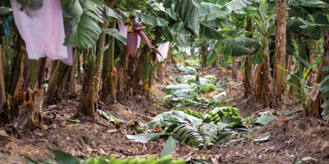 Afloran fuertes daños de huracán a cosechas de café mango, plátano…