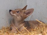 Cría de coyote rescatada de calles de Azcapotzalco.