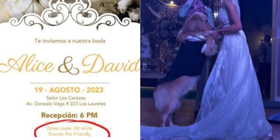 Una boda causó polémica por no aceptar a niños, pero sí a mascotas.