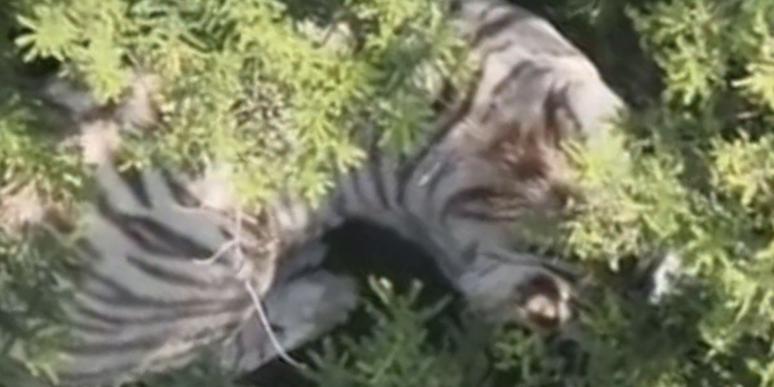 Capturan al tigre de Bengala