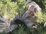 Capturan al tigre de Bengala