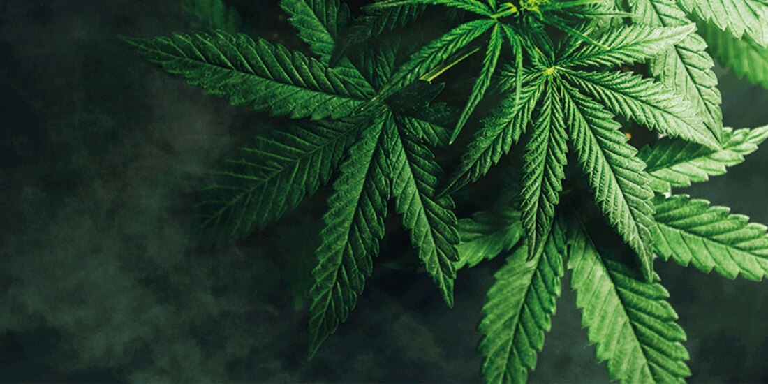 Ven en cannabis potencial para
generar lo equivalente a 17.1% de IED