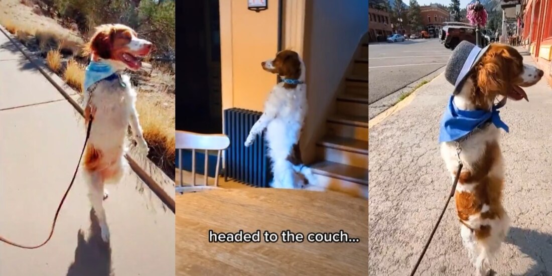 Perro camina en dos patas y se vuelve famoso en TikTok