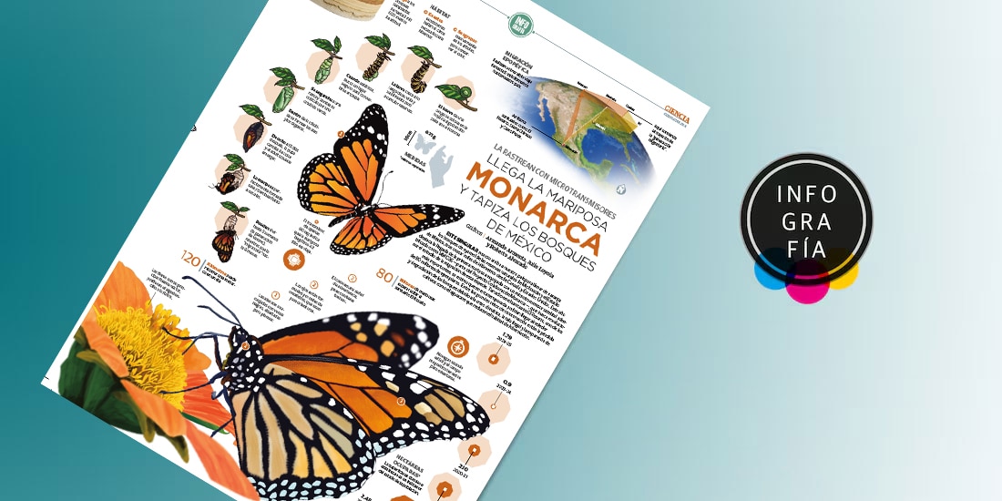 Llega la mariposa Monarca y tapiza los bosques de México