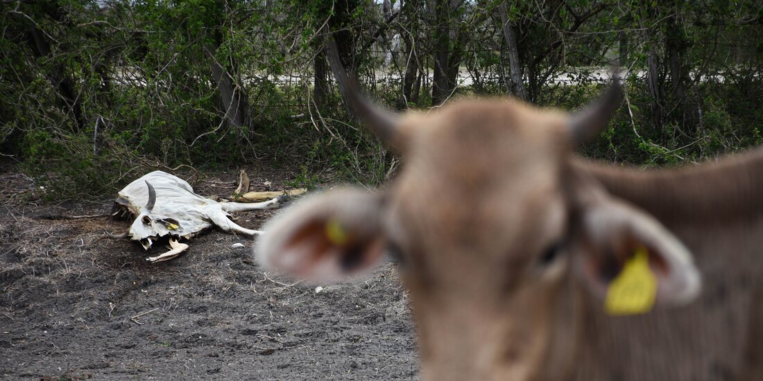 Una vaca en Campeche está frente a los restos de otra que murió por el calor.