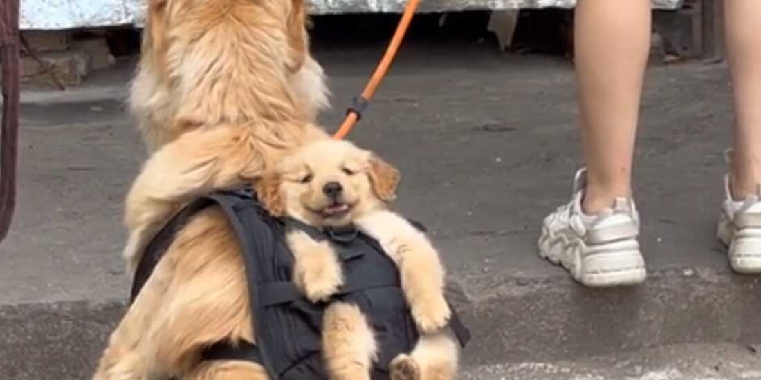 'Lomito' carga a cachorro cuando salen a la calle