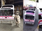 Un hombre crea el "perrobus" para pasear a sus perritos